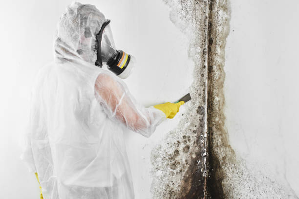 Best Residential Mold Remediation in Westville, OK