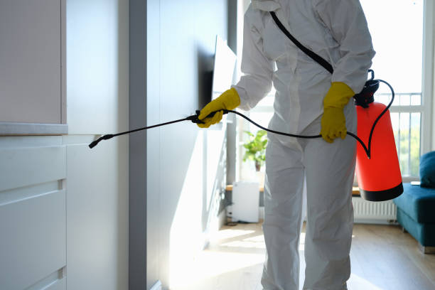 Best Attic Mold Remediation in Westville, OK