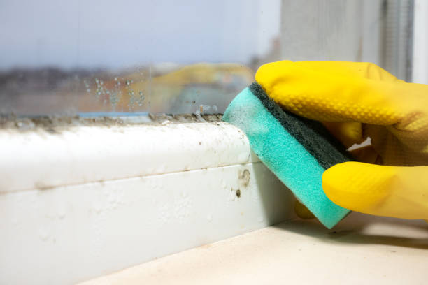 Best Bathroom Mold Remediation in Westville, OK