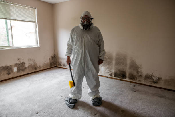 Best Kitchen Mold Remediation in Westville, OK