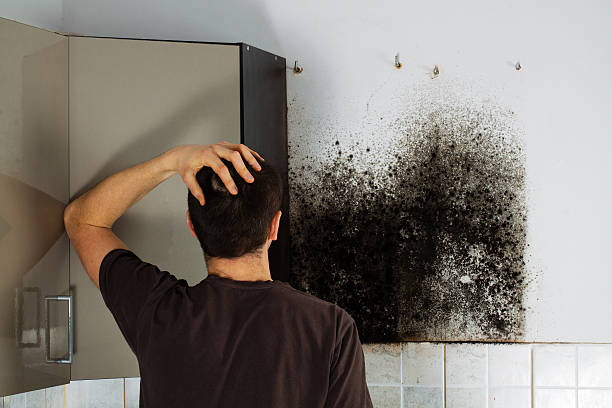 Best Basement Mold Remediation in Westville, OK