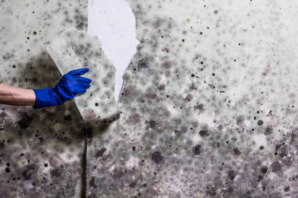 Professional Mold Remediation in Westville, OK
