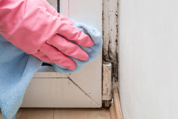 Professional Mold Remediation in Westville, OK