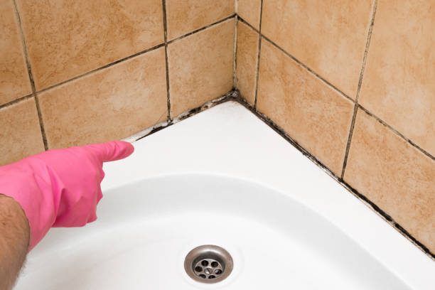 Best Localized Mold Remediation (e.g., coastal areas, humid climates) in Westville, OK