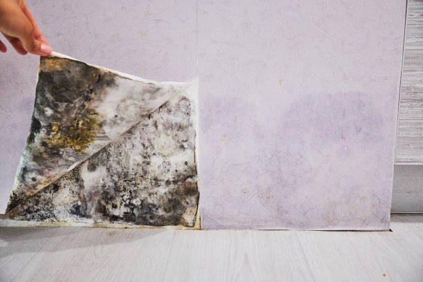 Best Industrial Mold Remediation in Westville, OK